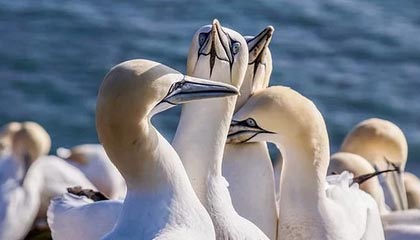 官网直播指南-大汗淋漓！骑士队莫布里在田径场训练 主要有阻力跑&amp;amp;带球跑等内容