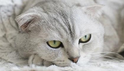 官网直播指南-大汗淋漓！骑士队莫布里在田径场训练 主要有阻力跑&amp;amp;带球跑等内容